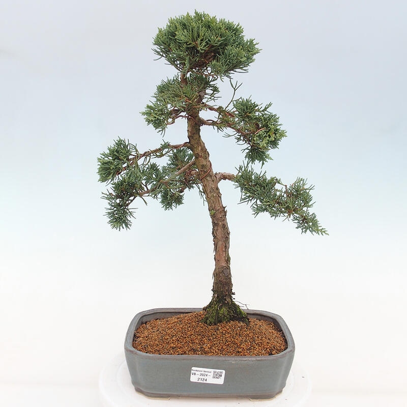 Outdoor-Bonsai - Juniperus chinensis Kishu - Chinesischer Wacholder