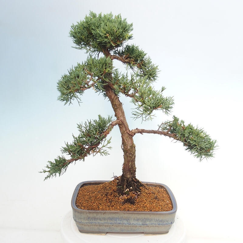 Outdoor-Bonsai - Juniperus chinensis Kishu - Chinesischer Wacholder