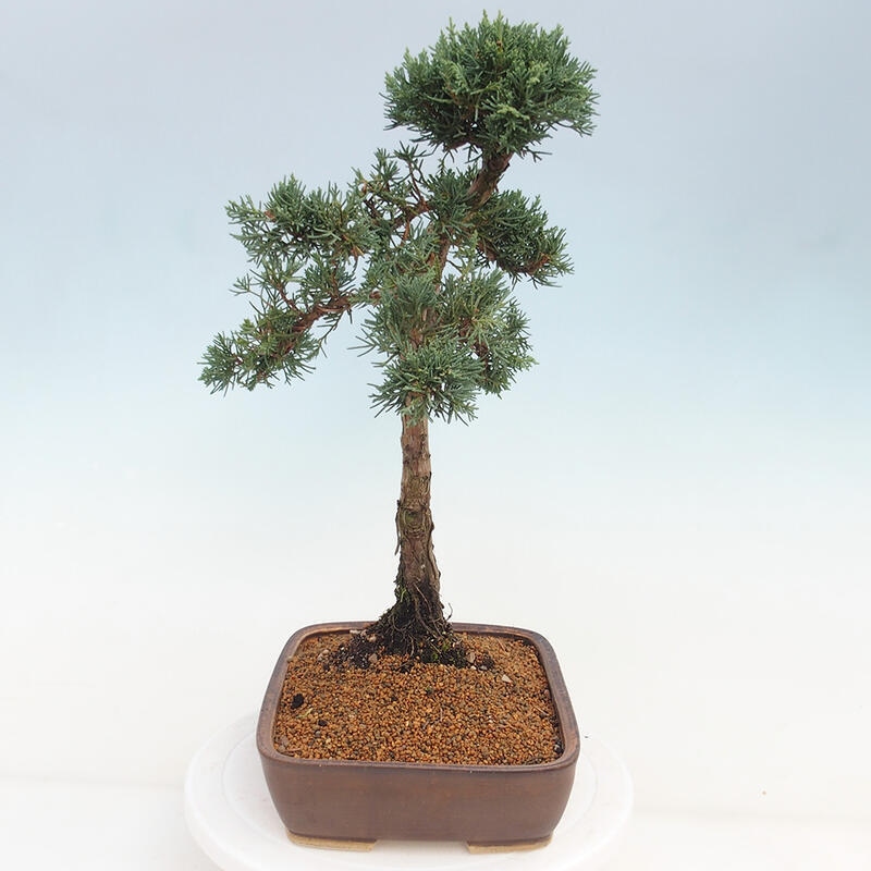 Outdoor-Bonsai - Juniperus chinensis Kishu - Chinesischer Wacholder