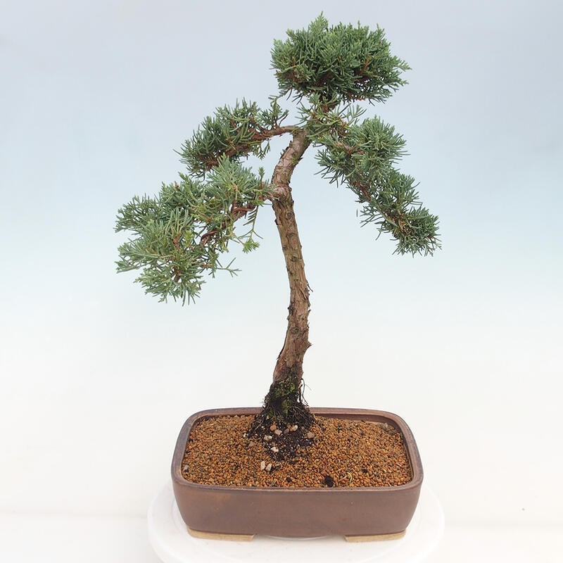 Outdoor-Bonsai - Juniperus chinensis Kishu - Chinesischer Wacholder