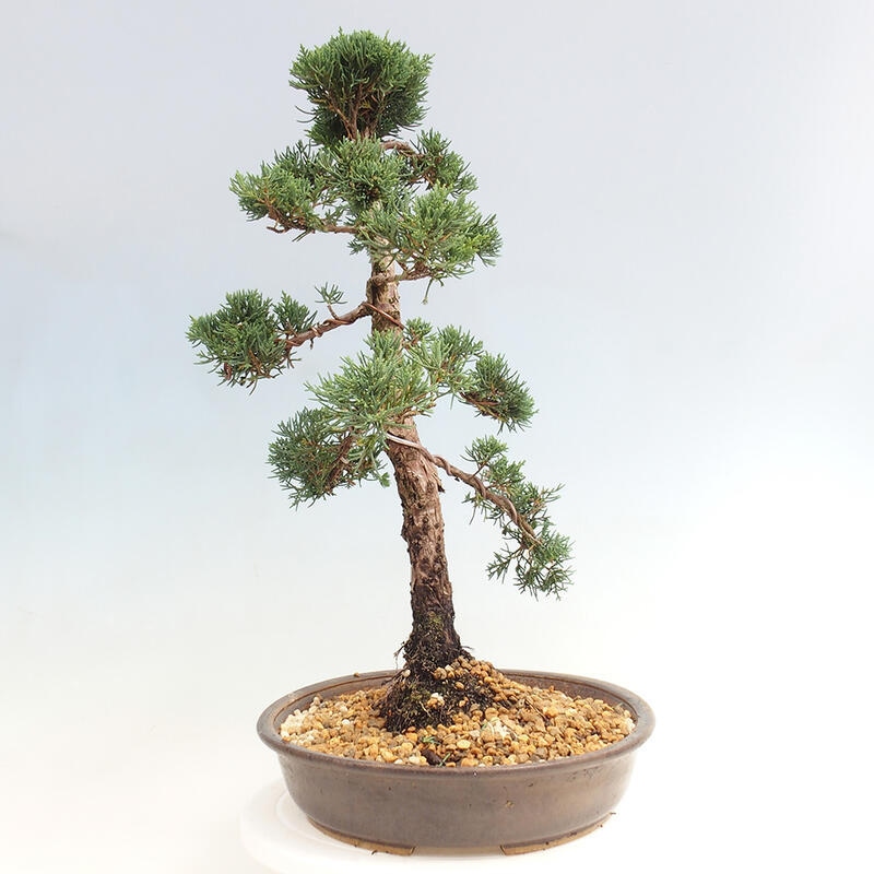 Outdoor-Bonsai - Juniperus chinensis Kishu - Chinesischer Wacholder