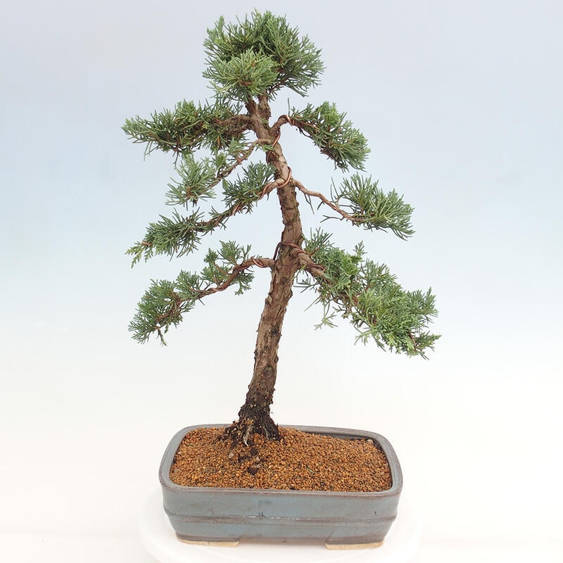Outdoor-Bonsai - Juniperus chinensis Kishu - Chinesischer Wacholder