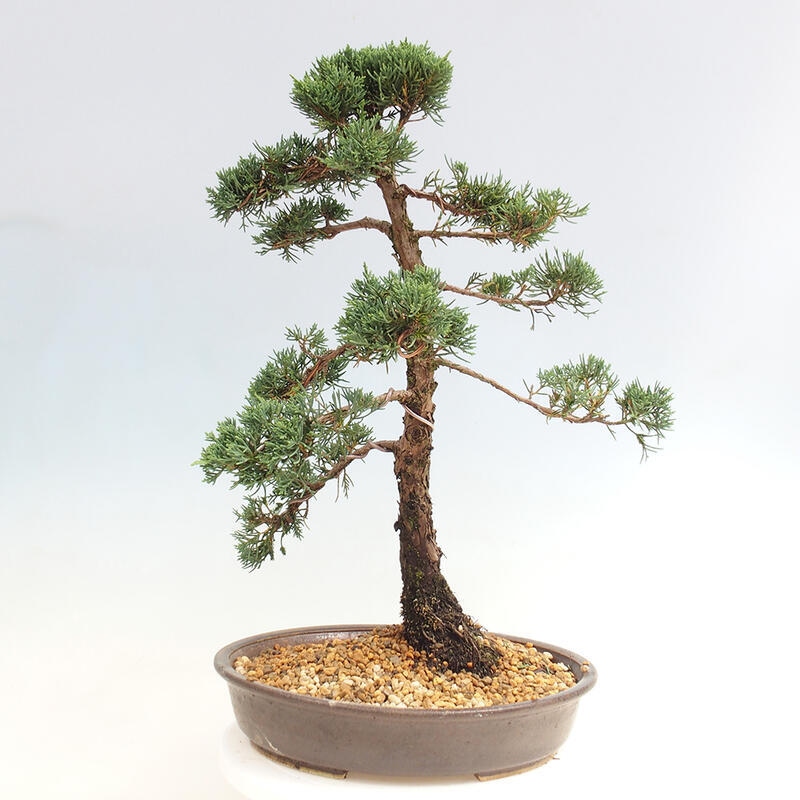 Outdoor-Bonsai - Juniperus chinensis Kishu - Chinesischer Wacholder