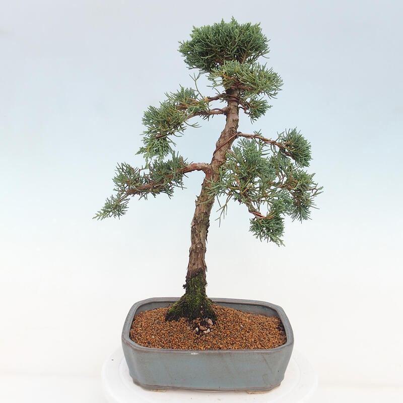Outdoor-Bonsai - Juniperus chinensis Kishu - Chinesischer Wacholder