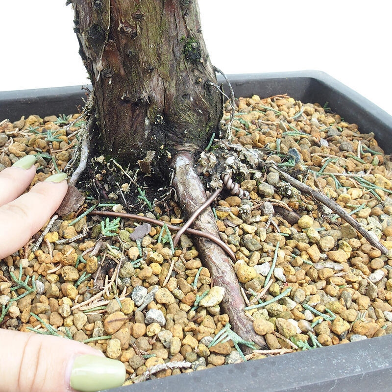 Outdoor-Bonsai - Juniperus chinensis Kishu - Chinesischer Wacholder