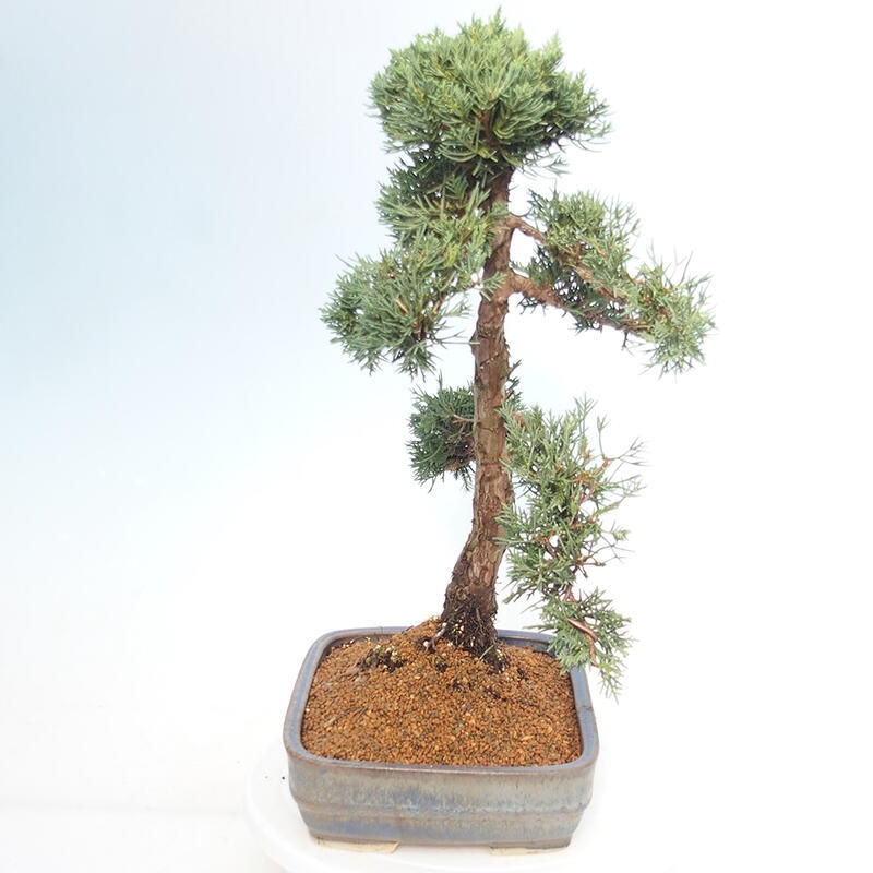 Outdoor-Bonsai - Juniperus chinensis Kishu - Chinesischer Wacholder