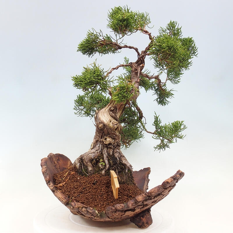 Bonsai im Freien - Juniperus chinensis Kishu - Chinesischer Wacholder