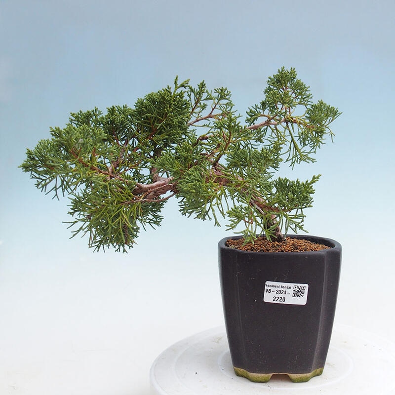 Bonsai im Freien - Juniperus chinensis Kishu - Chinesischer Wacholder