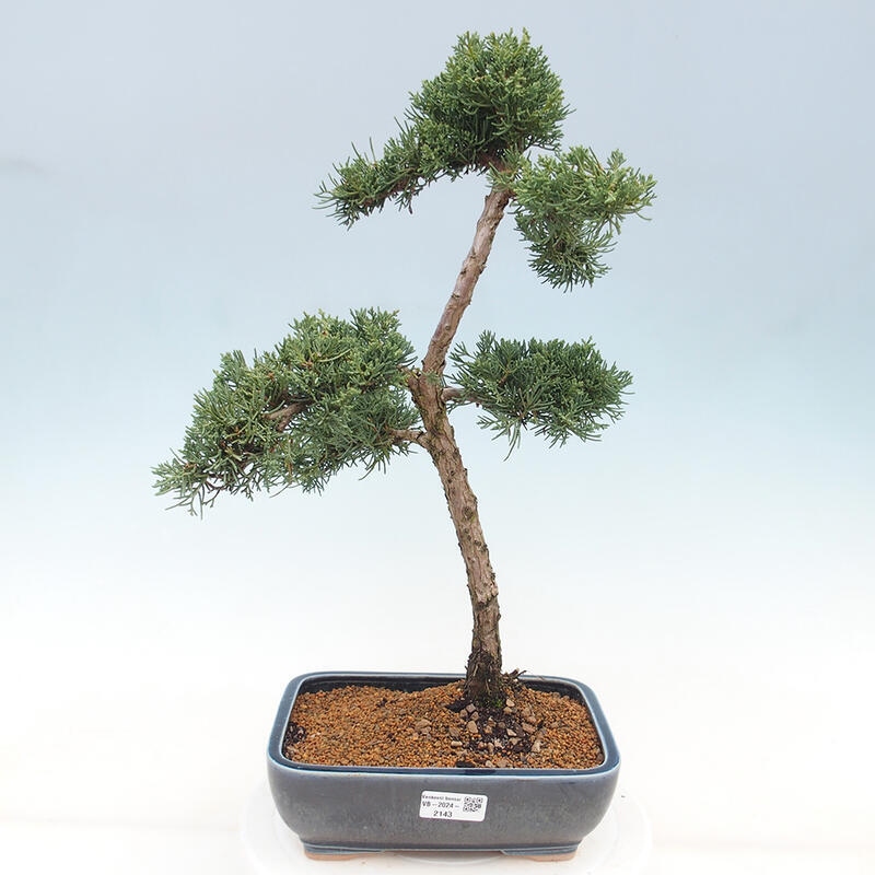 Outdoor-Bonsai - Juniperus chinensis Kishu - Chinesischer Wacholder