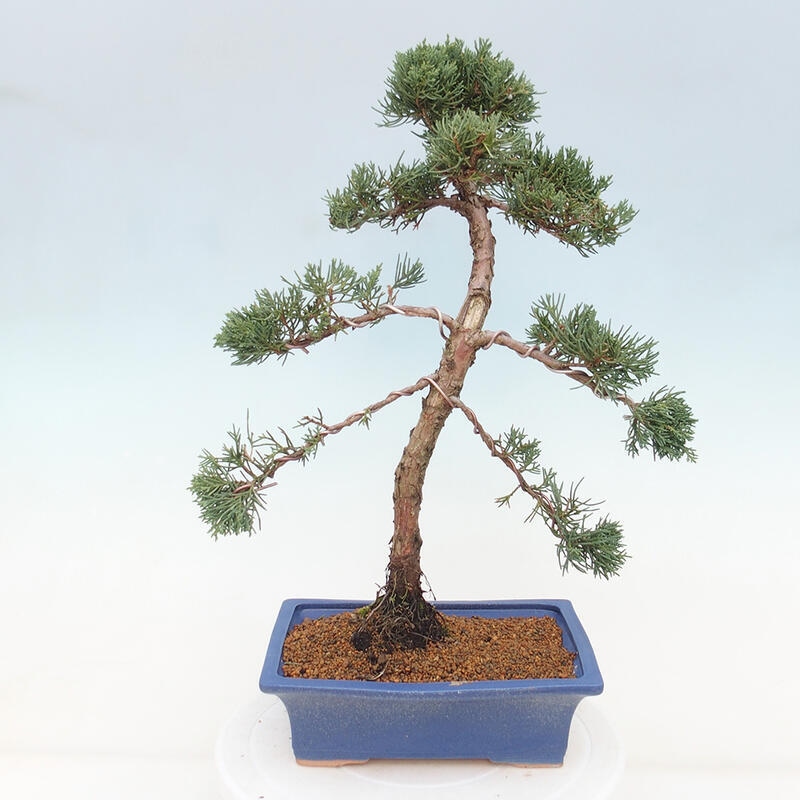 Outdoor-Bonsai - Juniperus chinensis Kishu - Chinesischer Wacholder