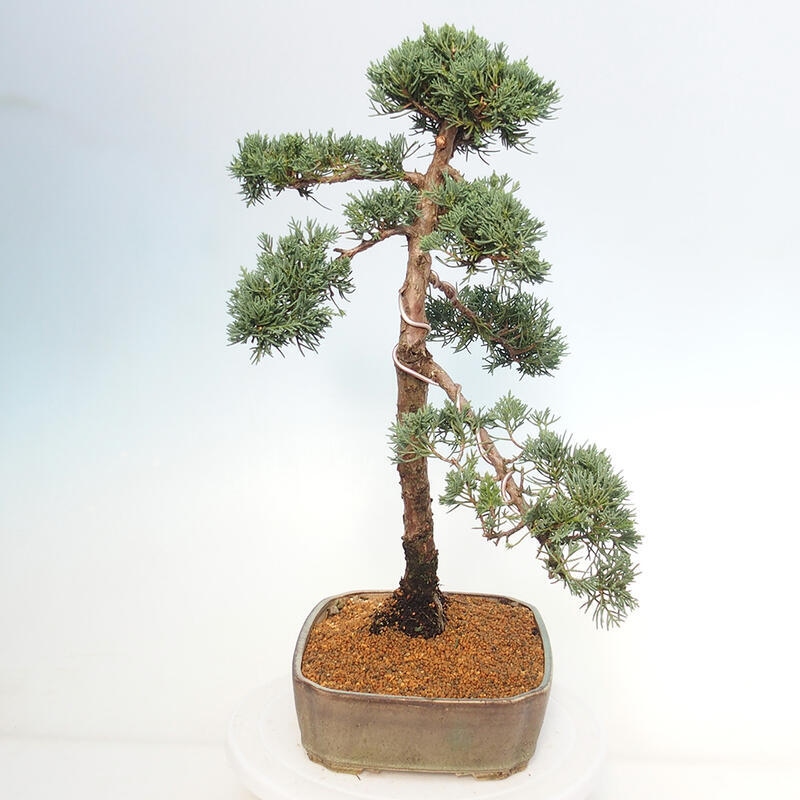 Outdoor-Bonsai - Juniperus chinensis Kishu - Chinesischer Wacholder