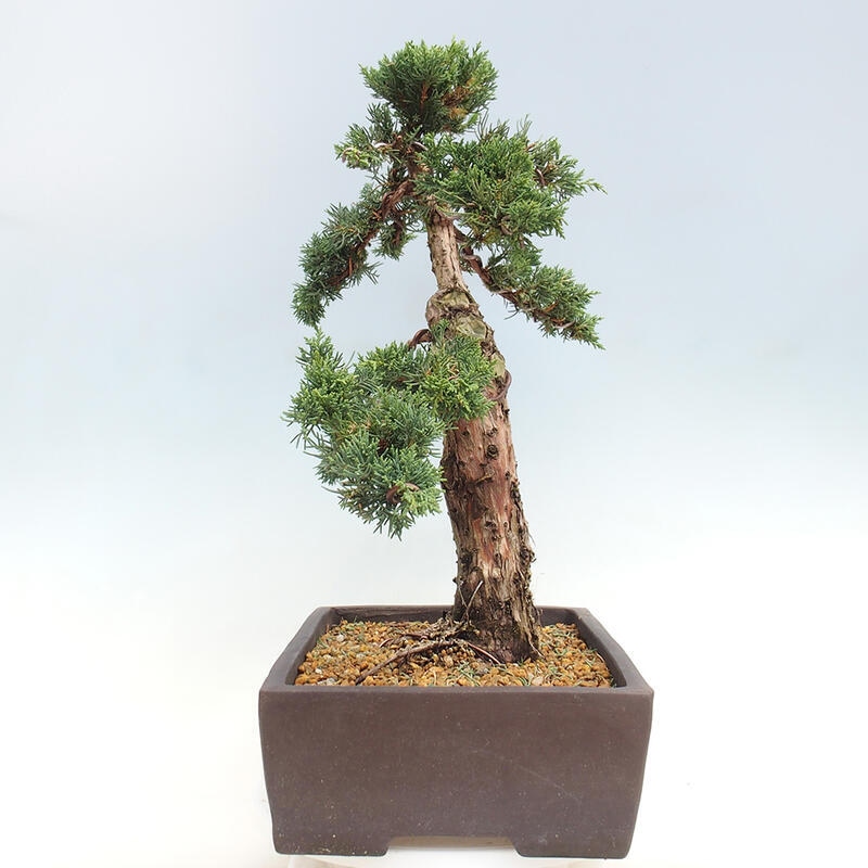Outdoor-Bonsai - Juniperus chinensis Kishu - Chinesischer Wacholder