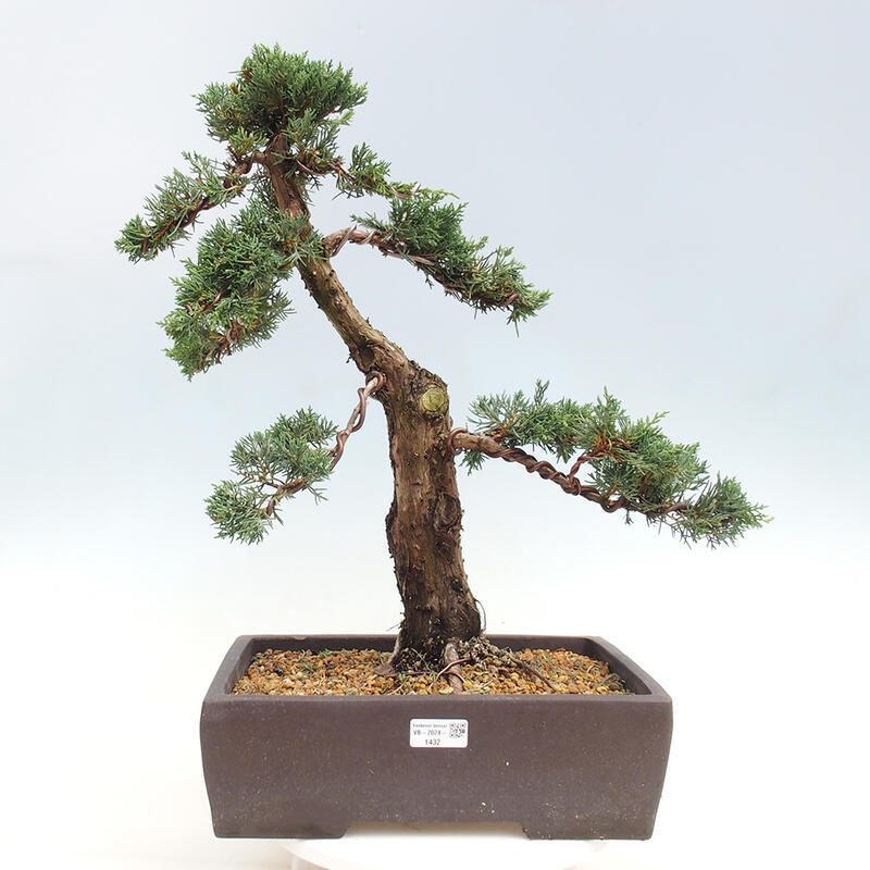Outdoor-Bonsai - Juniperus chinensis Kishu - Chinesischer Wacholder