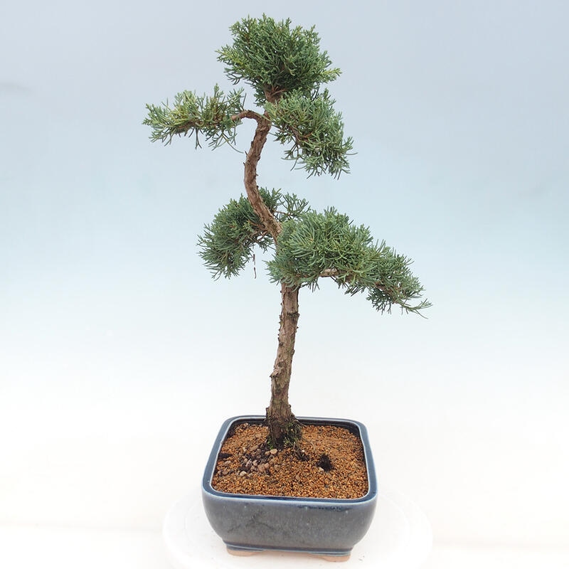 Outdoor-Bonsai - Juniperus chinensis Kishu - Chinesischer Wacholder