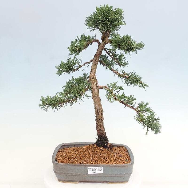 Outdoor-Bonsai - Juniperus chinensis Kishu - Chinesischer Wacholder