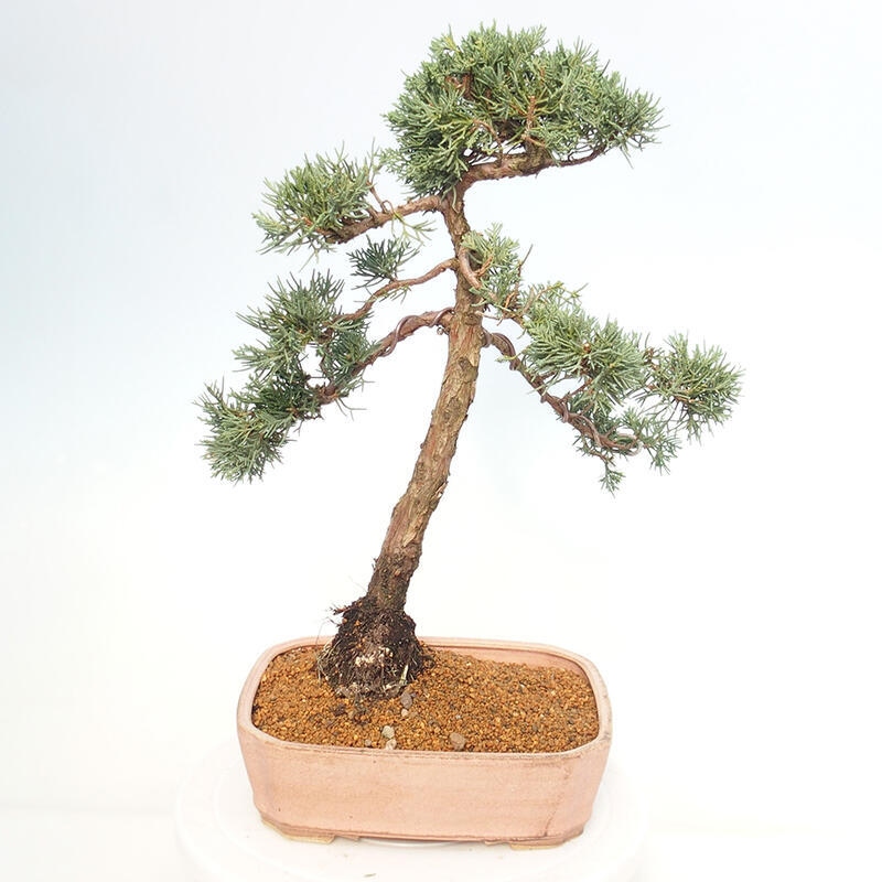 Outdoor-Bonsai - Juniperus chinensis Kishu - Chinesischer Wacholder
