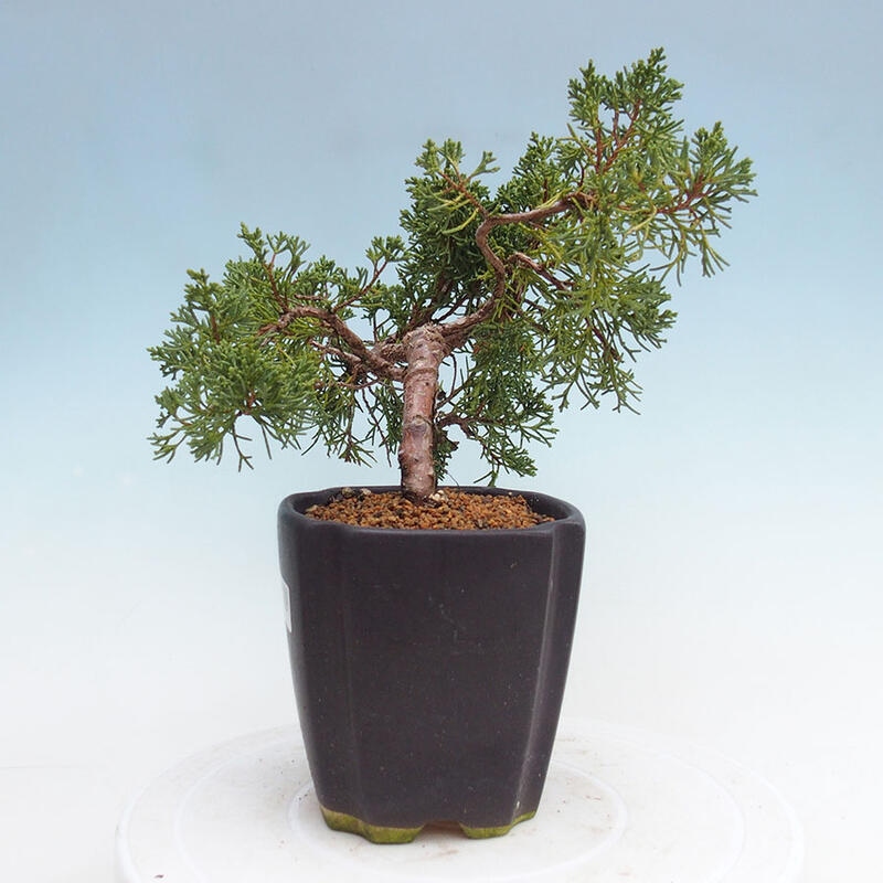 Bonsai im Freien - Juniperus chinensis Kishu - Chinesischer Wacholder