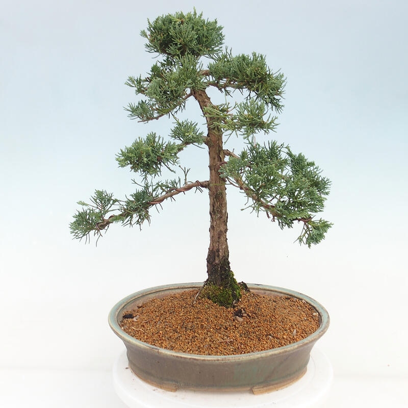 Outdoor-Bonsai - Juniperus chinensis Kishu - Chinesischer Wacholder