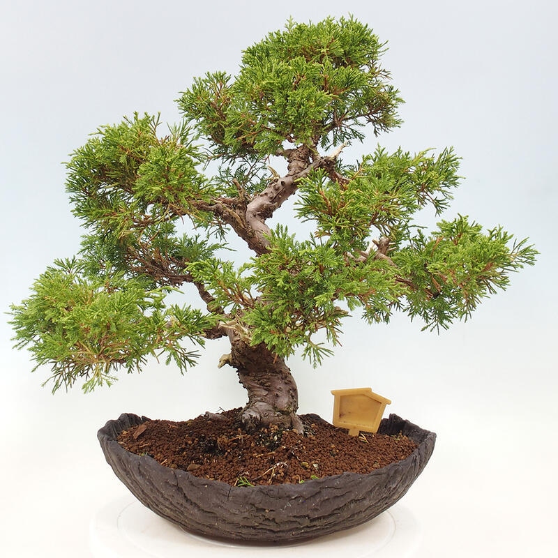 Bonsai im Freien - Juniperus chinensis Kishu - Chinesischer Wacholder