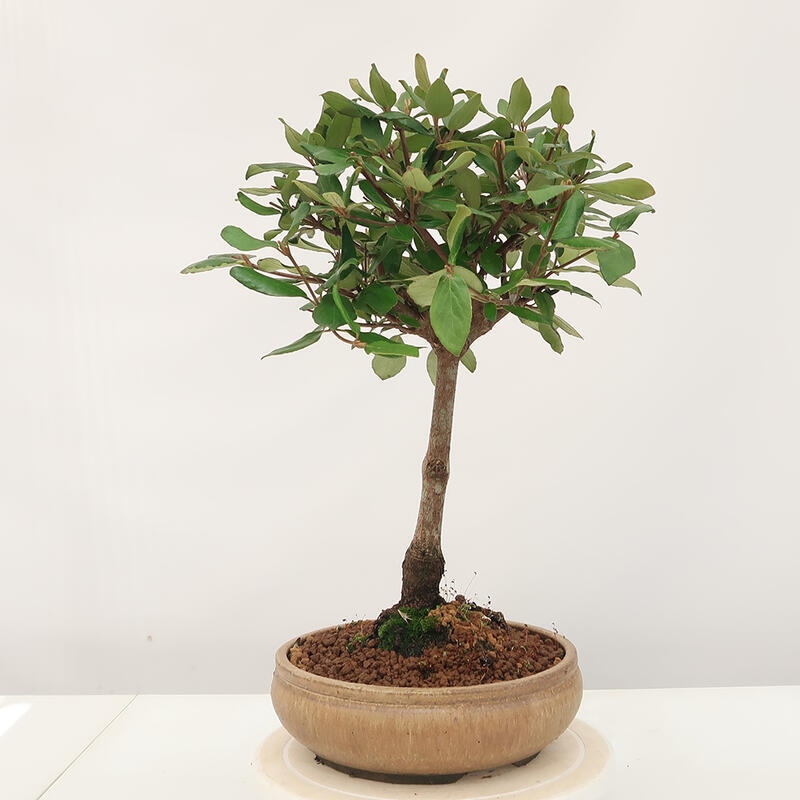 Outdoor-Bonsai-Kalina Bodnanská - Viburum carlesii