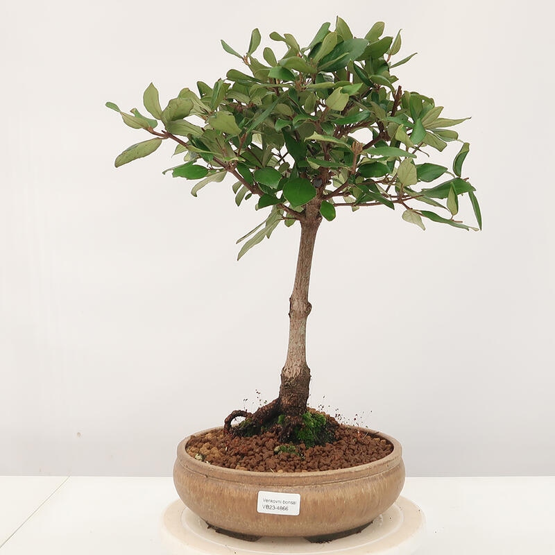Outdoor-Bonsai-Kalina Bodnanská - Viburum carlesii