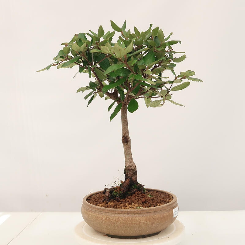 Outdoor-Bonsai-Kalina Bodnanská - Viburum carlesii
