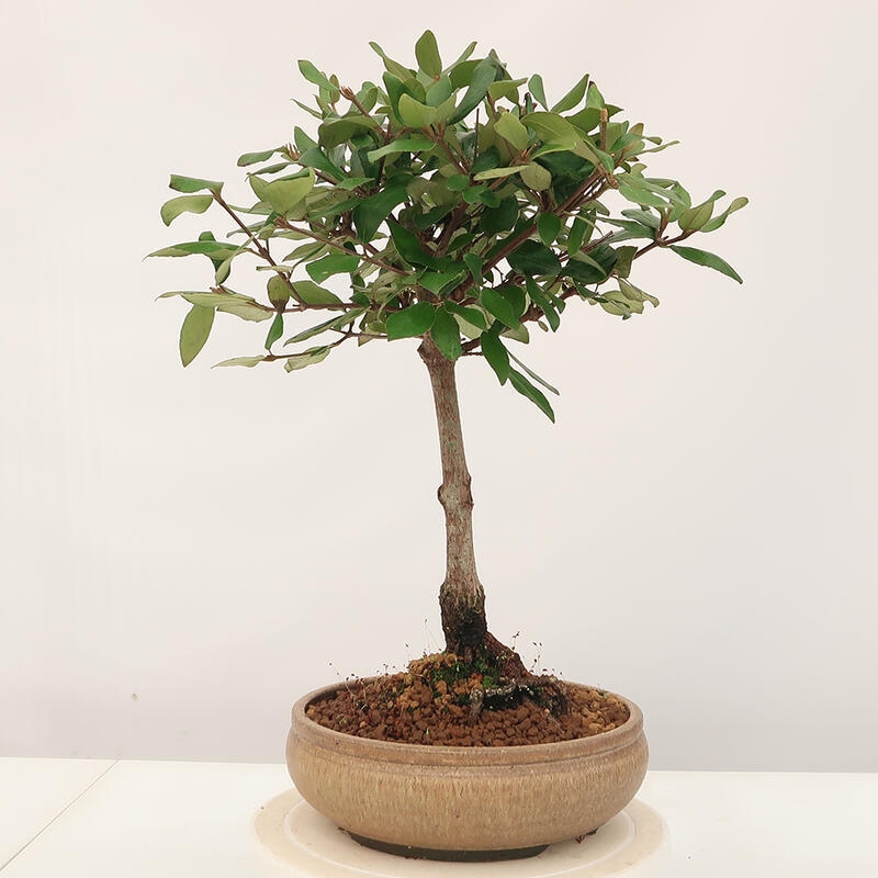 Outdoor-Bonsai-Kalina Bodnanská - Viburum carlesii
