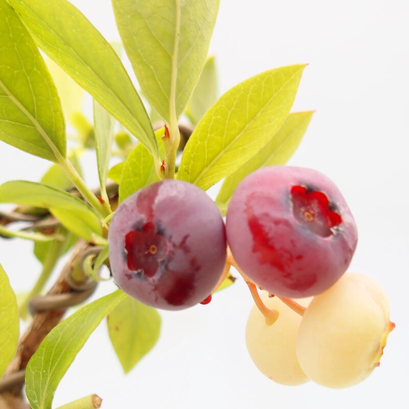 Outdoor-Bonsai - Kanadische Blaubeere - Vaccinium corymbosum