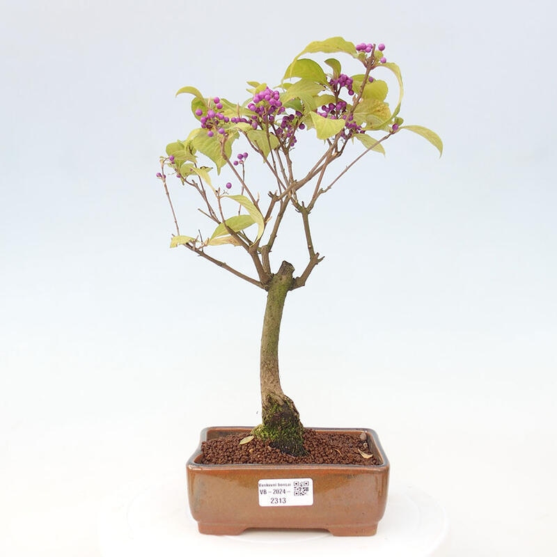 Bonsai im Freien - wunderschöne Pflanze - Callicarpa japonica