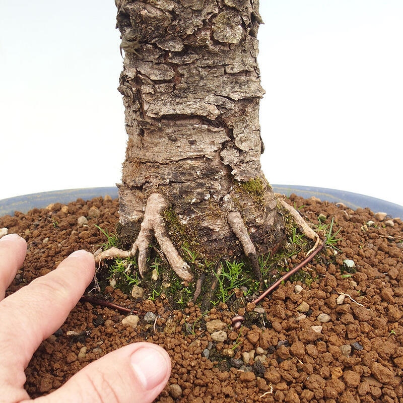 Freilandbonsai - Larix decidua - Laublärche