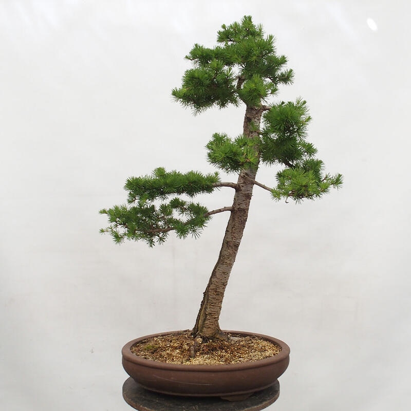 Freilandbonsai - Larix decidua - Laublärche