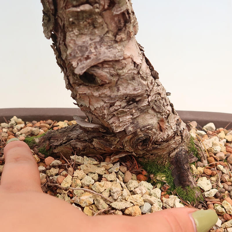 Bonsai für draußen - Larix decidua - Lärche