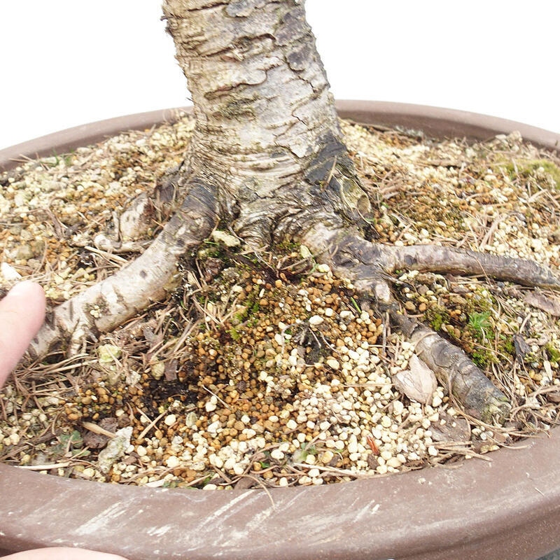 Freilandbonsai - Larix decidua - Laublärche