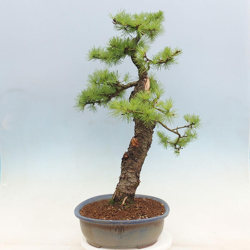 Freilandbonsai - Larix decidua - Laublärche