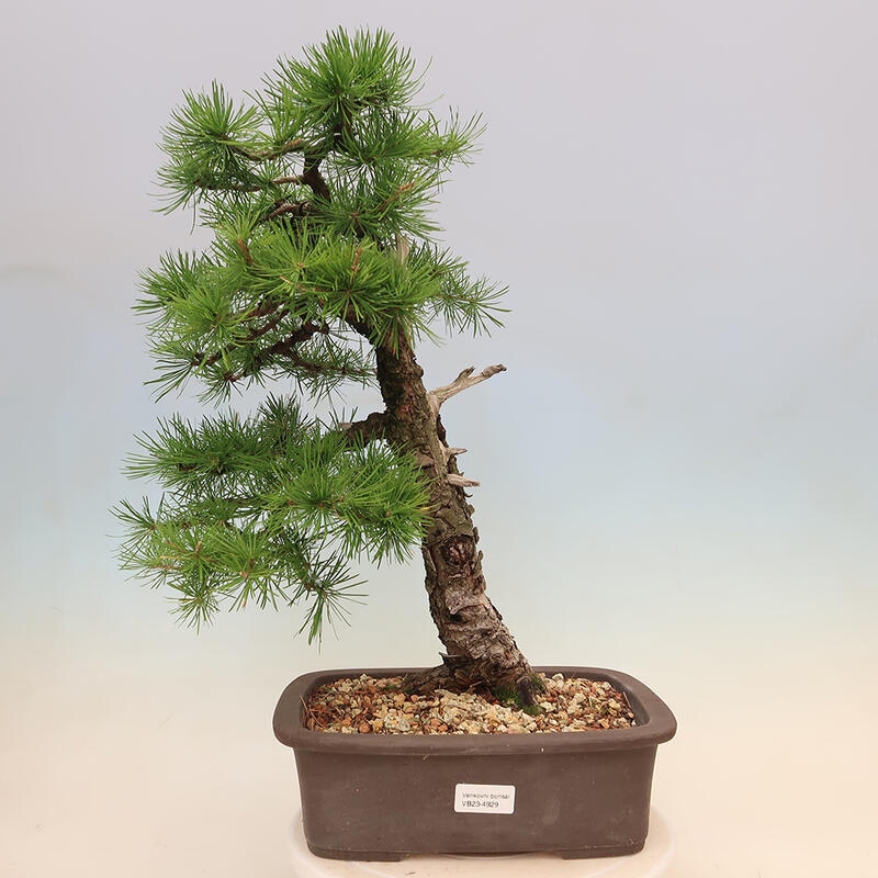 Bonsai für draußen - Larix decidua - Lärche