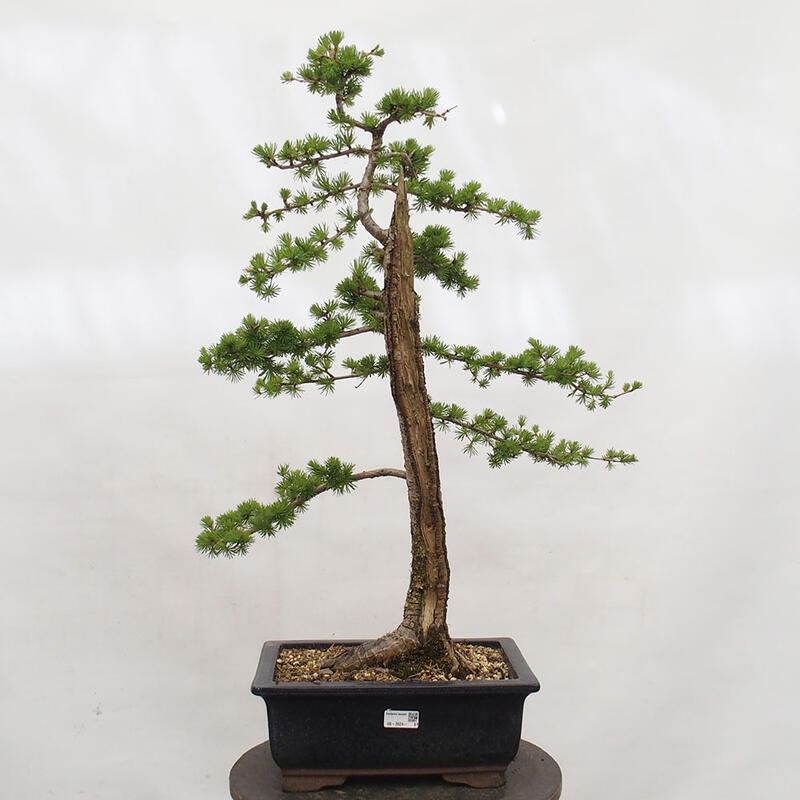 Freilandbonsai - Larix decidua - Laublärche