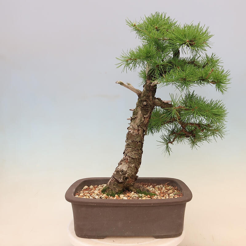 Bonsai für draußen - Larix decidua - Lärche