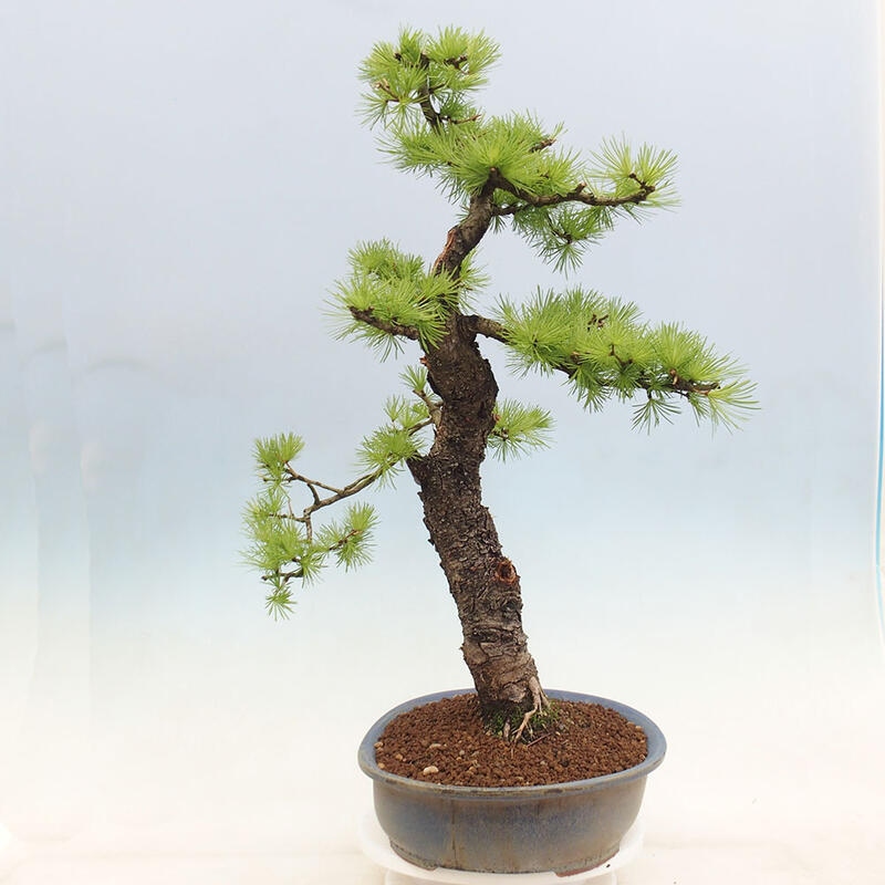 Freilandbonsai - Larix decidua - Laublärche
