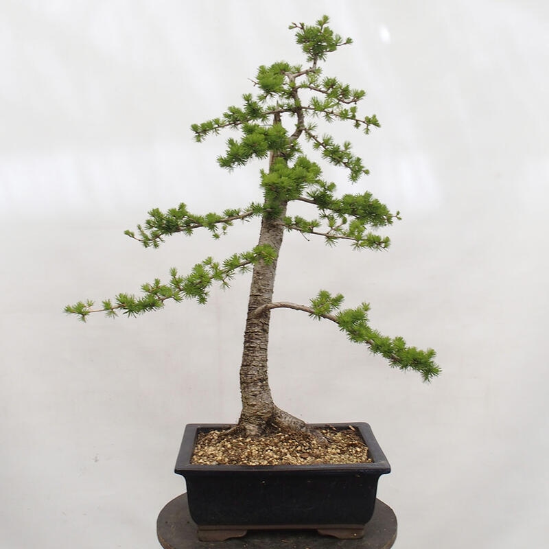 Freilandbonsai - Larix decidua - Laublärche