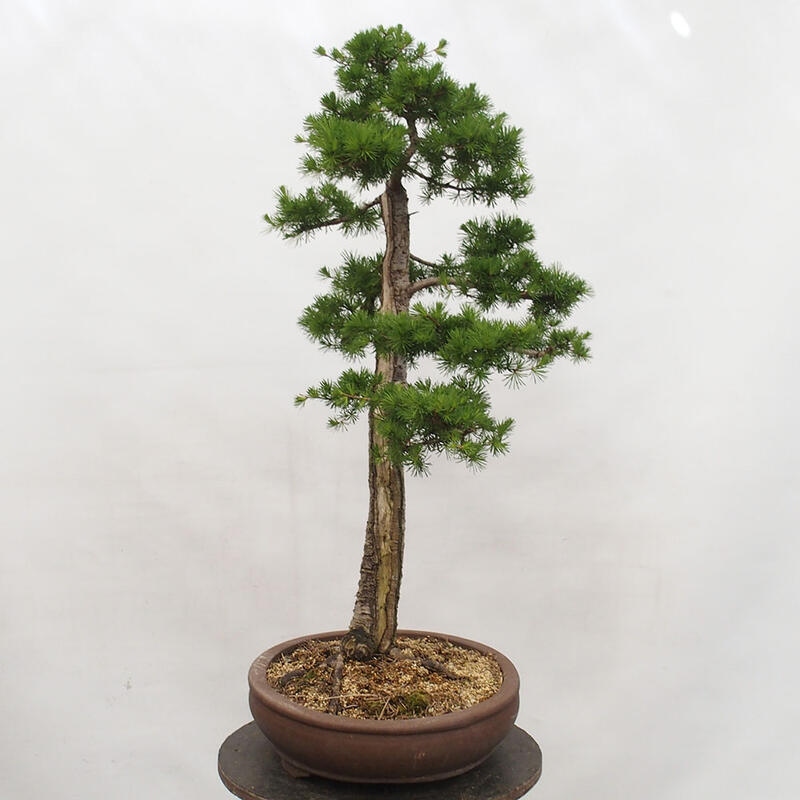 Freilandbonsai - Larix decidua - Laublärche