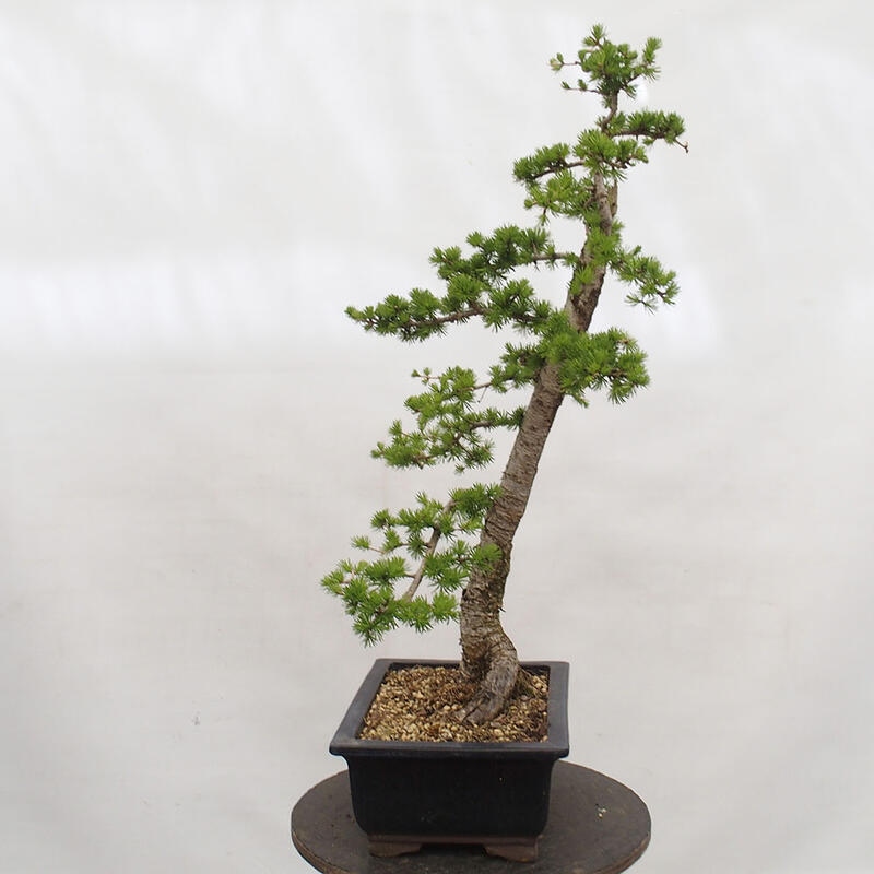 Freilandbonsai - Larix decidua - Laublärche