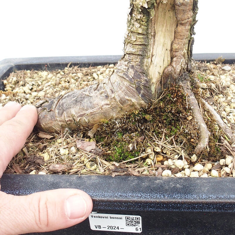 Freilandbonsai - Larix decidua - Laublärche