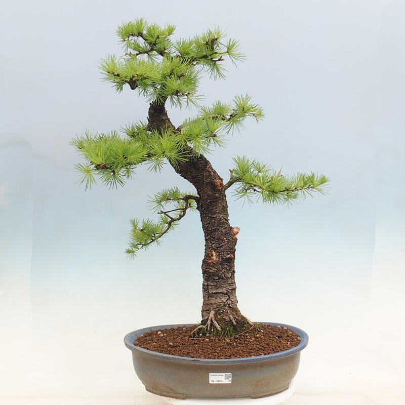 Freilandbonsai - Larix decidua - Laublärche