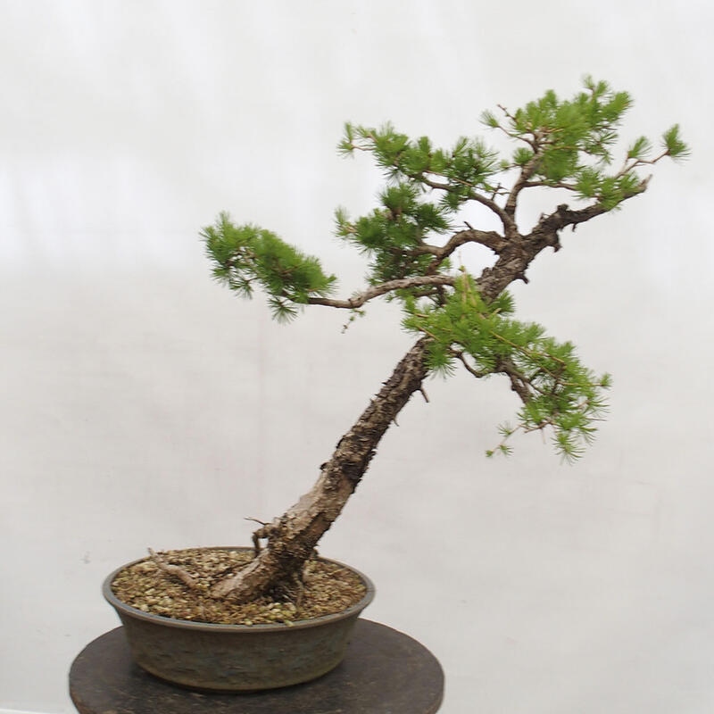 Freilandbonsai - Larix decidua - Laublärche