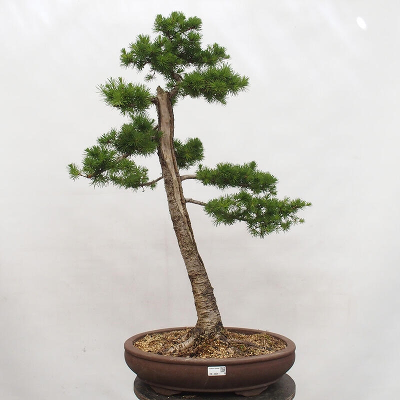 Freilandbonsai - Larix decidua - Laublärche