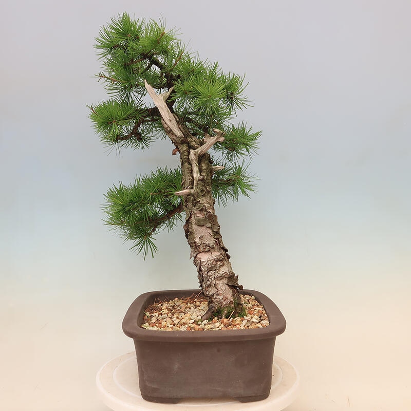 Bonsai für draußen - Larix decidua - Lärche
