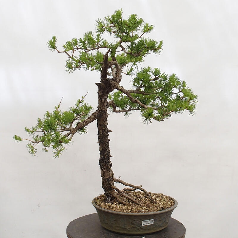 Freilandbonsai - Larix decidua - Laublärche