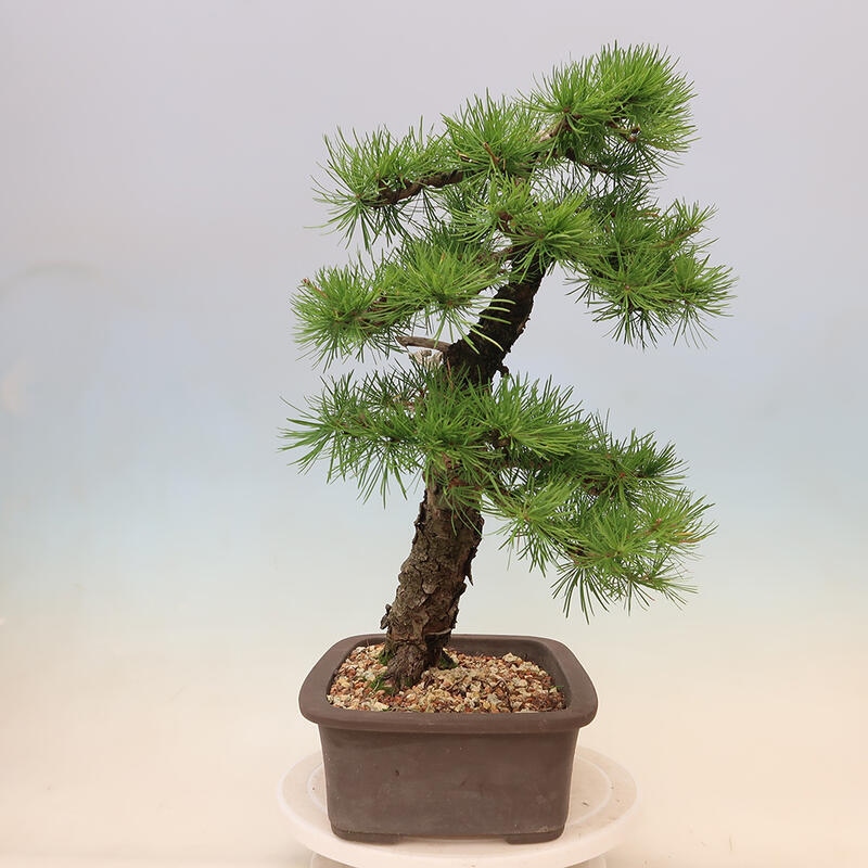 Bonsai für draußen - Larix decidua - Lärche