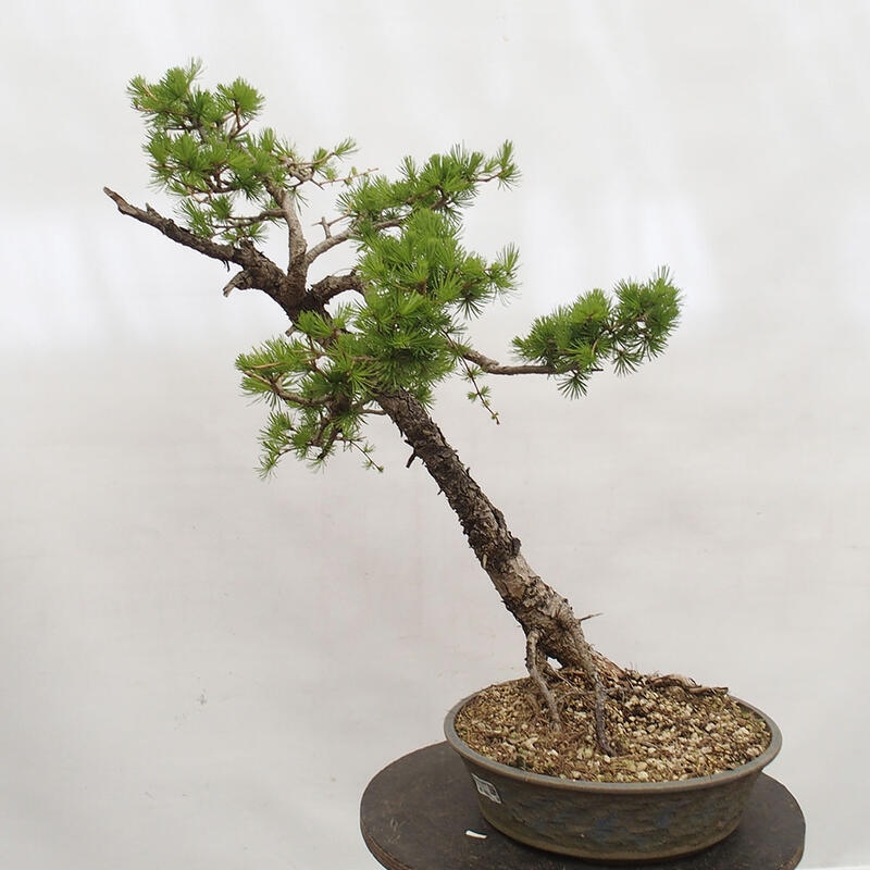 Freilandbonsai - Larix decidua - Laublärche