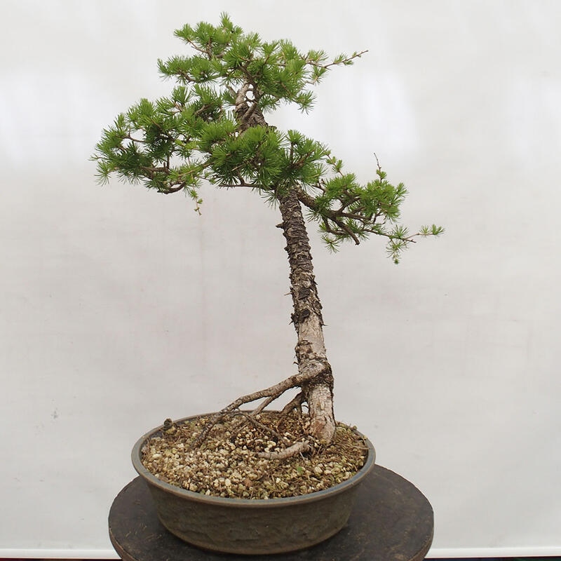 Freilandbonsai - Larix decidua - Laublärche